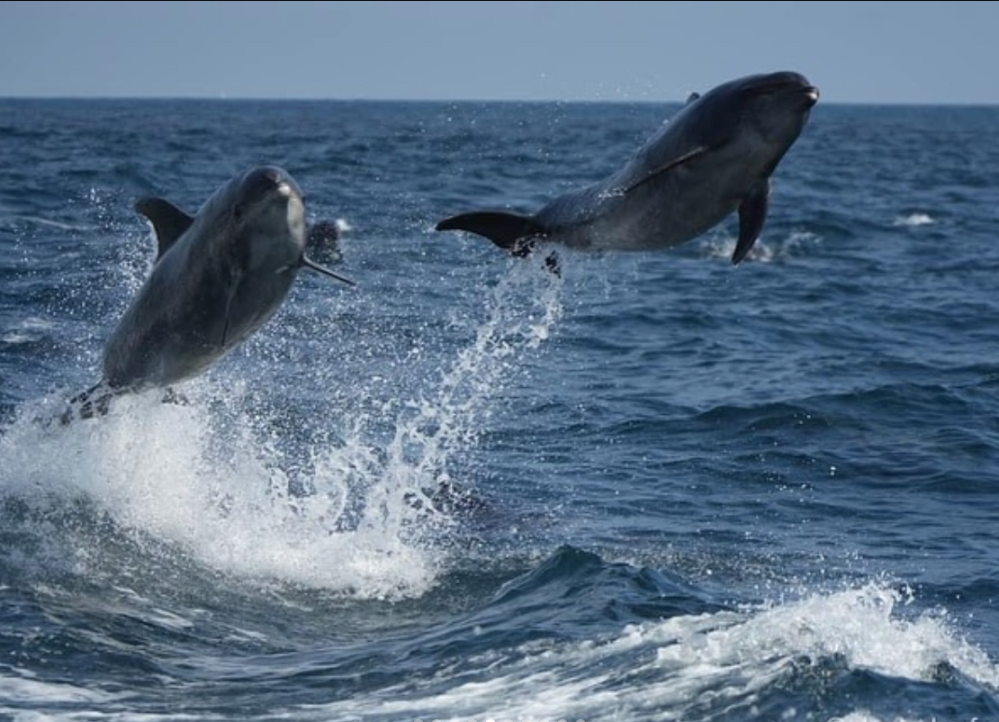 dolphins jumping